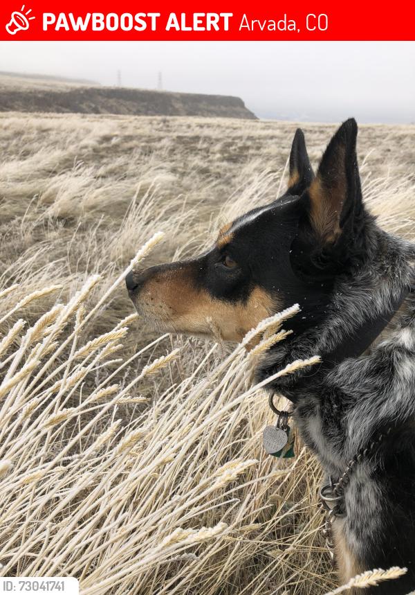 Lost Female Dog last seen 72nd and Ward Rd., Arvada, CO 80004