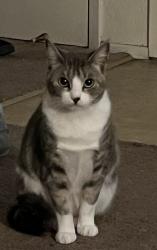 Reunited Female Cat last seen Del monte blvd marina ca, Marina, CA 93933