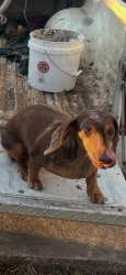 Lost Male Dog last seen Bethel Rd, Odom Smallwood Rd, wild smith Rd, Clermont, GA 30527