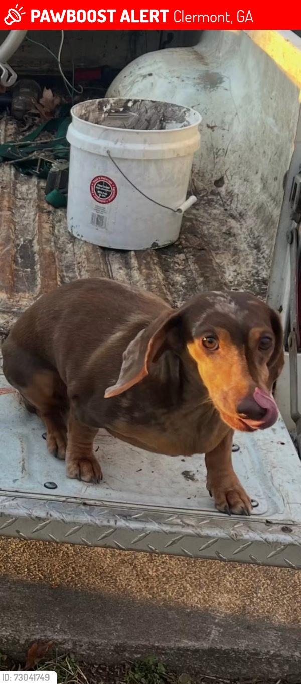 Lost Male Dog last seen Bethel Rd, Odom Smallwood Rd, wild smith Rd, Clermont, GA 30527