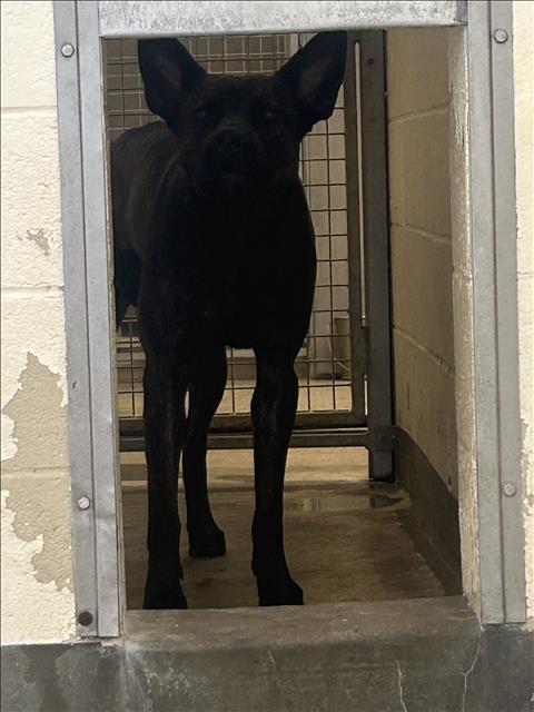 Shelter Stray Male Dog last seen , 3201 Lacy St, Los Angeles, CA 90031, USA
