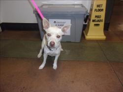 Shelter Stray Male Dog last seen , 14409 Vanowen St, Van Nuys, CA 91405, USA