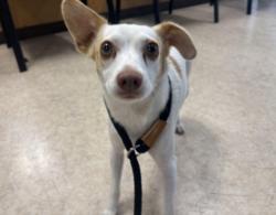 Shelter Stray Female Dog last seen , 957 N Gaffey St, San Pedro, CA 90731, USA