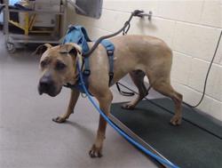 Shelter Stray Male Dog last seen Near BLOCK CHAMBERS RD AURORA CO 80013, 1241 W Bayaud Ave, Denver, CO 80223, USA