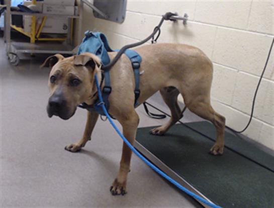 Shelter Stray Male Dog last seen Near BLOCK CHAMBERS RD AURORA CO 80013, 1241 W Bayaud Ave, Denver, CO 80223, USA