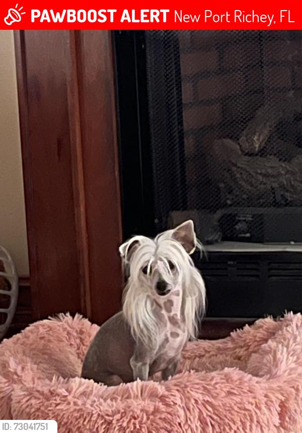 Lost Female Dog last seen Woodtrail Blvd and County Road 54, New Port Richey, FL 34653