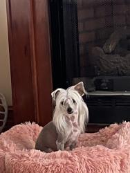 Lost Female Dog last seen Woodtrail Blvd and County Road 54, New Port Richey, FL 34653