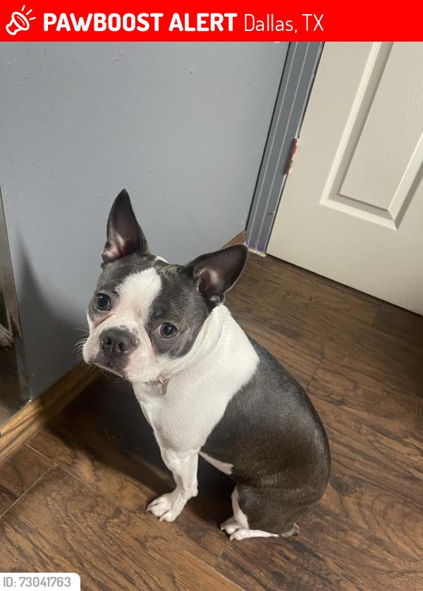 Lost Female Dog last seen Henderson Elementary school , Dallas, TX 75224