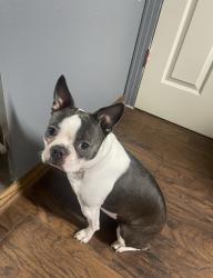 Lost Female Dog last seen Henderson Elementary school , Dallas, TX 75224