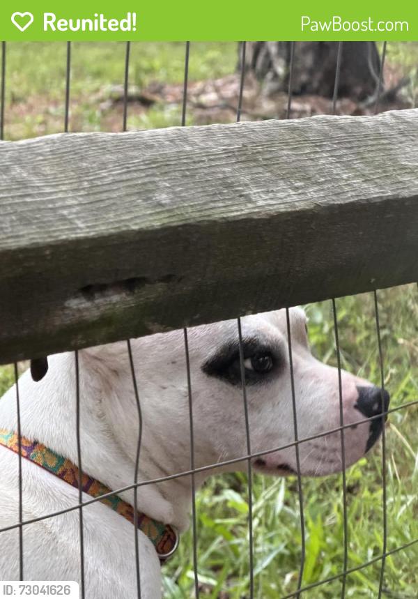 Reunited Unknown Dog last seen Pleasant grove road, charlotte nc 28216, Charlotte, NC 28216