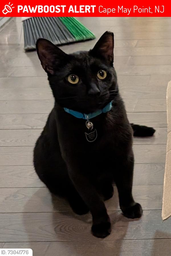 Lost Male Cat last seen Our hse, Cape May Point, NJ 08212