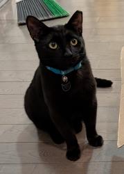 Lost Male Cat last seen Our hse, Cape May Point, NJ 08212
