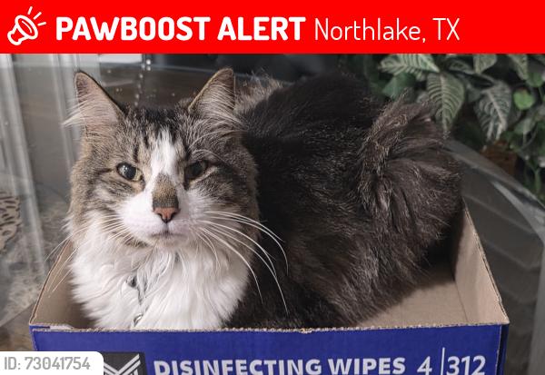 Lost Male Cat last seen Twistleaf rd and Letherstem rd, Northlake, TX 76226