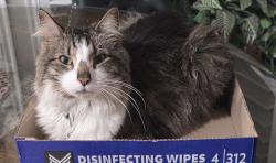 Lost Male Cat last seen Twistleaf rd and Letherstem rd, Northlake, TX 76226
