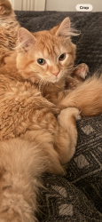 Lost Male Cat last seen Laporte rd, Hemlock, MI 48626