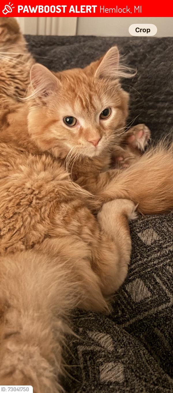 Lost Male Cat last seen Laporte rd, Hemlock, MI 48626