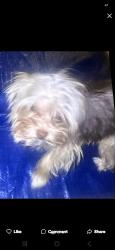 Reunited Male Dog last seen Hudson Cir, Aurora, IL 60502