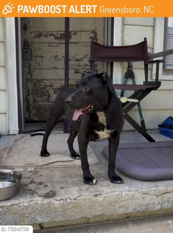 Found/Stray Male Dog last seen Textile dr and Vine St, Greensboro, NC 27405