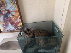 Reunited Female Cat last seen Mississippi and Tennyson st, Denver, CO 80219