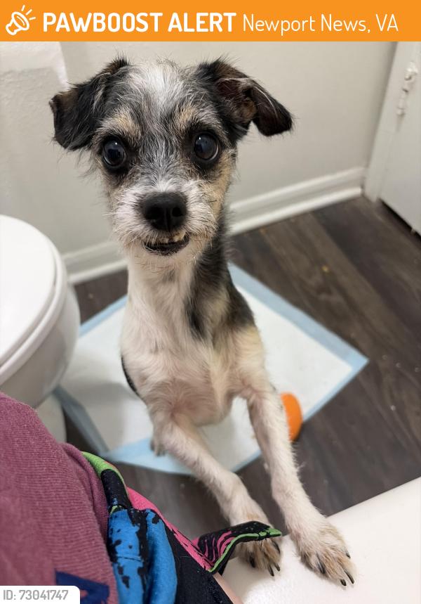 Found/Stray Male Dog last seen Chesapeake Bay apmts , Newport News, VA 23606