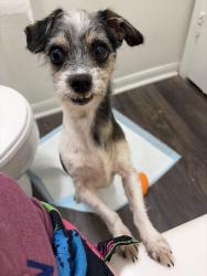 Found/Stray Male Dog last seen Chesapeake Bay apmts , Newport News, VA 23606