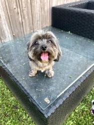 Found/Stray Female Dog last seen Masters and Bruton, Dallas, TX 75227