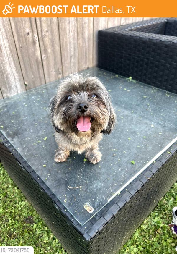 Found/Stray Female Dog last seen Masters and Bruton, Dallas, TX 75227