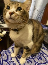 Lost Male Cat last seen 28th and Christiana, Chicago, IL 60623