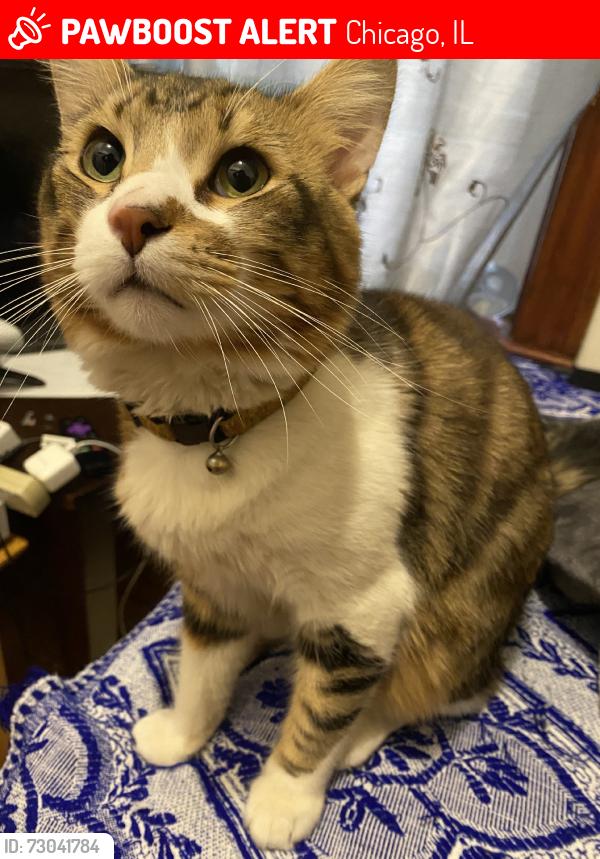 Lost Male Cat last seen 28th and Christiana, Chicago, IL 60623