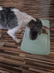 Reunited Male Dog last seen Hendren street  and hagys mill rd and ridge ave, Philadelphia, PA 19128