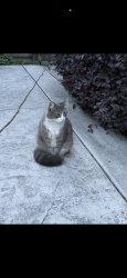 Reunited Male Cat last seen 3rd st., Campbell, CA 95008