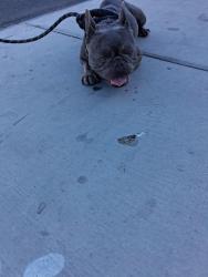 Found/Stray Male Dog last seen Charleston and Arlington in Las Vegas Nevada, Sunrise Manor, NV 89104