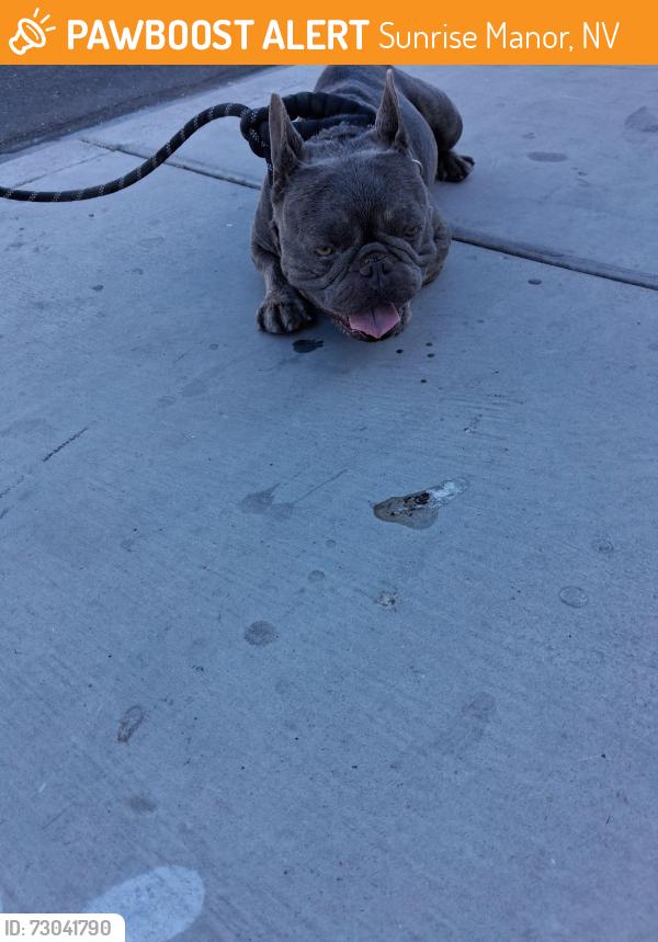 Found/Stray Male Dog last seen Charleston and Arlington in Las Vegas Nevada, Sunrise Manor, NV 89104