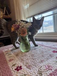 Lost Female Cat last seen Arliss dr, Grand Terrace, CA 92313