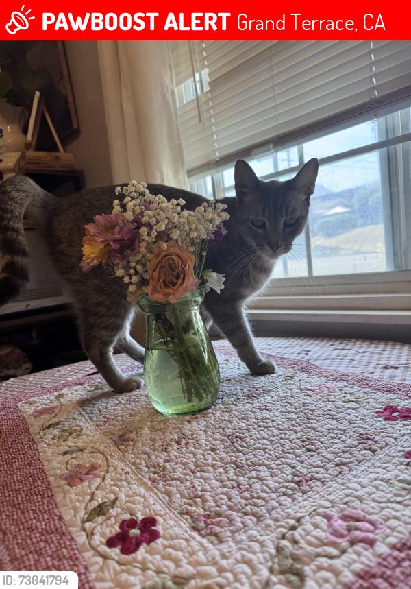 Lost Female Cat last seen Arliss dr, Grand Terrace, CA 92313