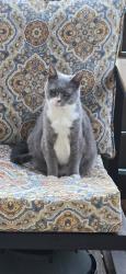 Lost Female Cat last seen Sunnyside and christiana-spaulding, Chicago, IL 60625