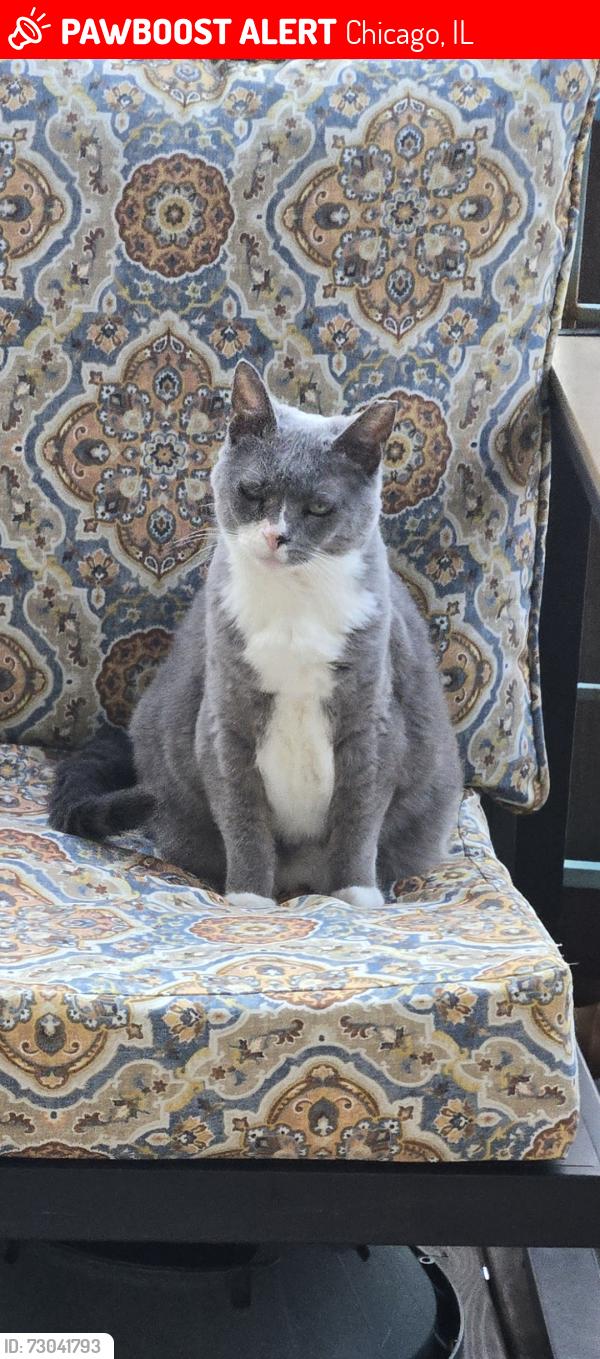 Lost Female Cat last seen Sunnyside and christiana-spaulding, Chicago, IL 60625