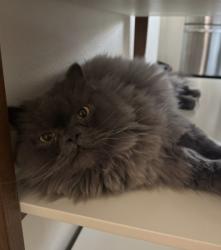 Lost Male Cat last seen Pauline and Peggy (Shadow Oak area) , West Covina, CA 91792