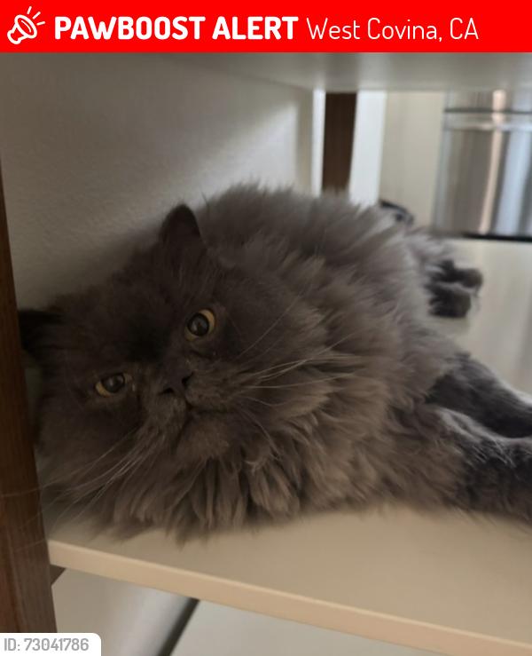 Lost Male Cat last seen Pauline and Peggy (Shadow Oak area) , West Covina, CA 91792