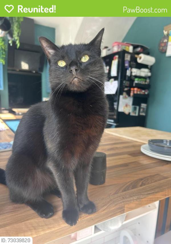 Reunited Female Cat last seen the northern road toward rimrose valley , Crosby, England L23