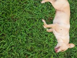 Found/Stray Male Dog last seen Millard farmer Rd, Newnan, GA 30263