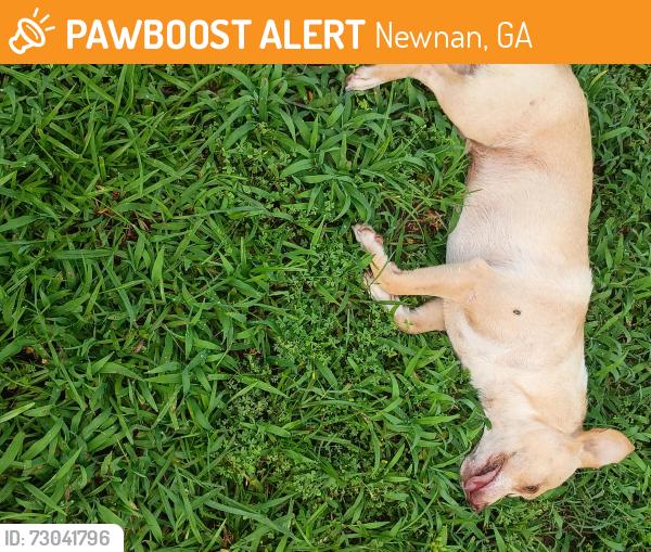 Found/Stray Male Dog last seen Millard farmer Rd, Newnan, GA 30263