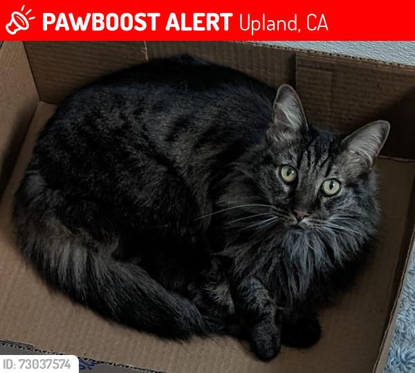 Lost Male Cat last seen Upland View Terrace MHP Benson and Arrow, Upland, CA 91786