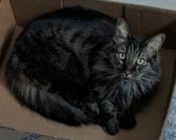 Lost Male Cat last seen Upland View Terrace MHP Benson and Arrow, Upland, CA 91786