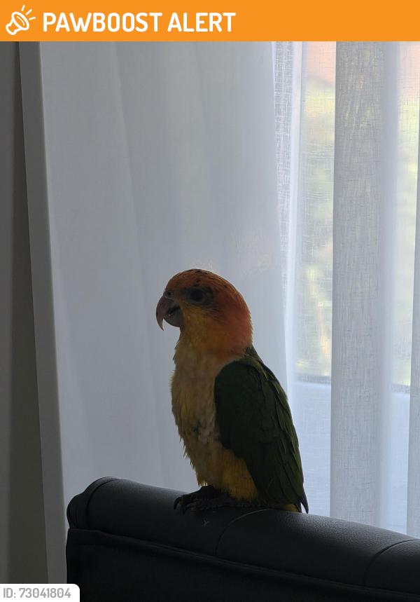 Found/Stray Unknown Bird last seen Romford, Greater London, England RM7 9AL