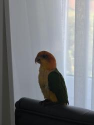 Found/Stray Unknown Bird last seen Romford, Greater London, England RM7 9AL