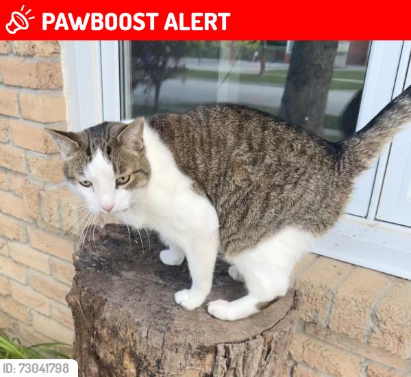 Lost Male Cat last seen Davis Drive and Leslie Street in Newmarket , Newmarket, ON L3Y 5W1