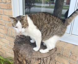 Lost Male Cat last seen Davis Drive and Leslie Street in Newmarket , Newmarket, ON L3Y 5W1