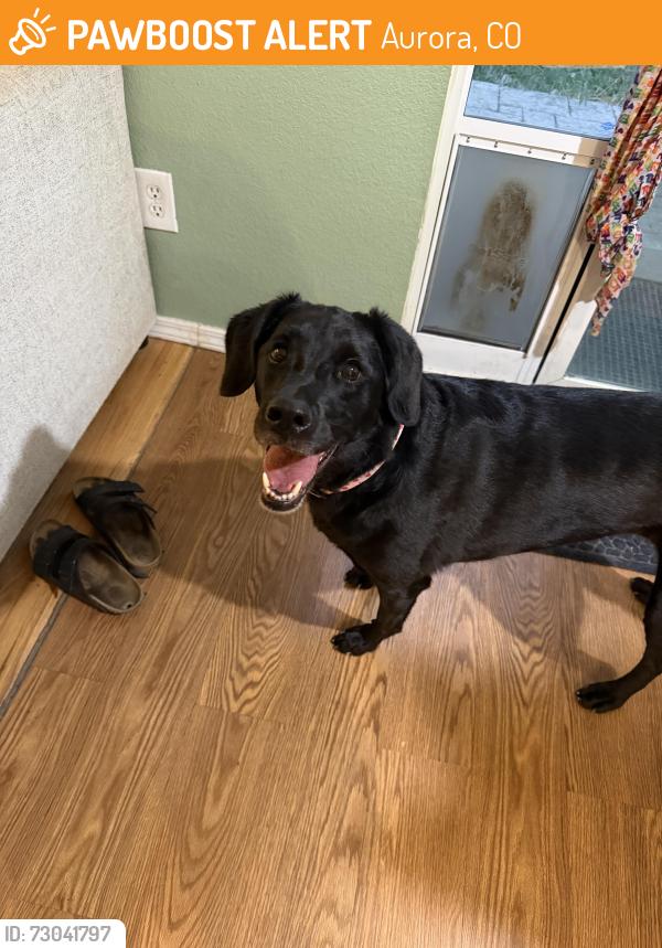 Found/Stray Female Dog last seen Buckley and E Arkansas Ave, Aurora, CO 80017