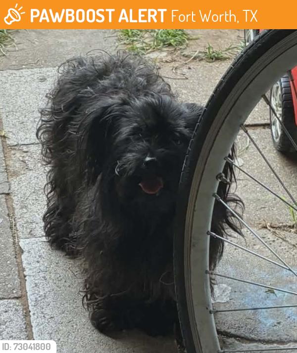 Found/Stray Female Dog last seen Michell and J st, Fort Worth, TX 76111